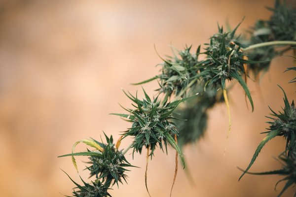 Fleurs de chanvre : vaporisation ou infusion, quel choix faire ?